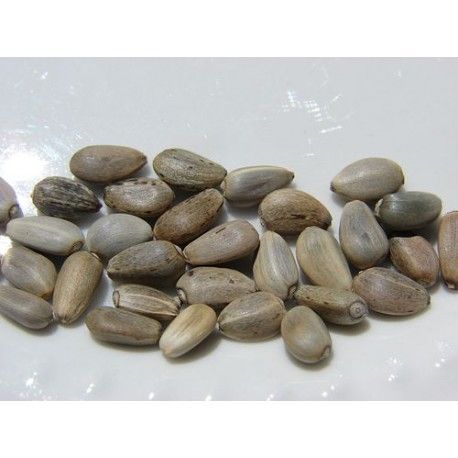 Cardo mariano semillas, bandeja 250 gramos